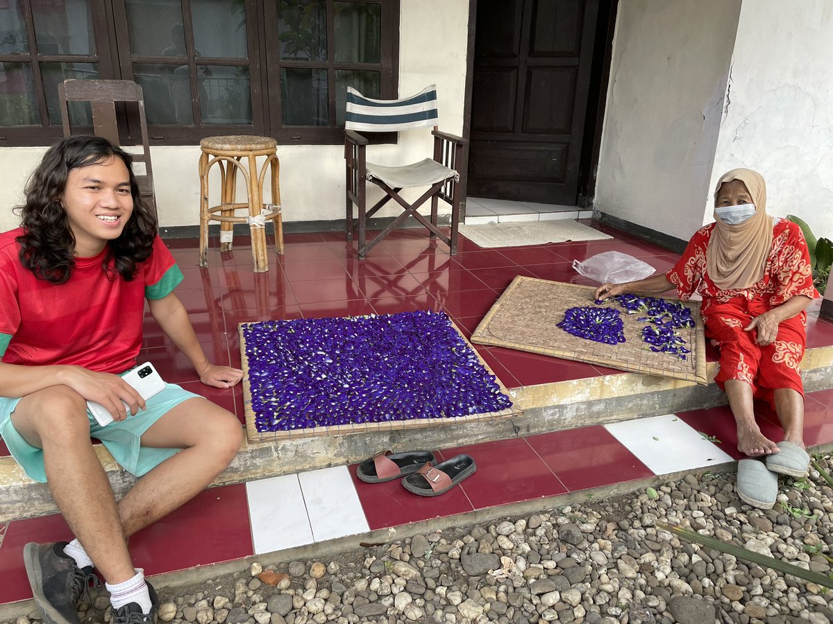 Bunga Telang Martani Prambanan tweet media