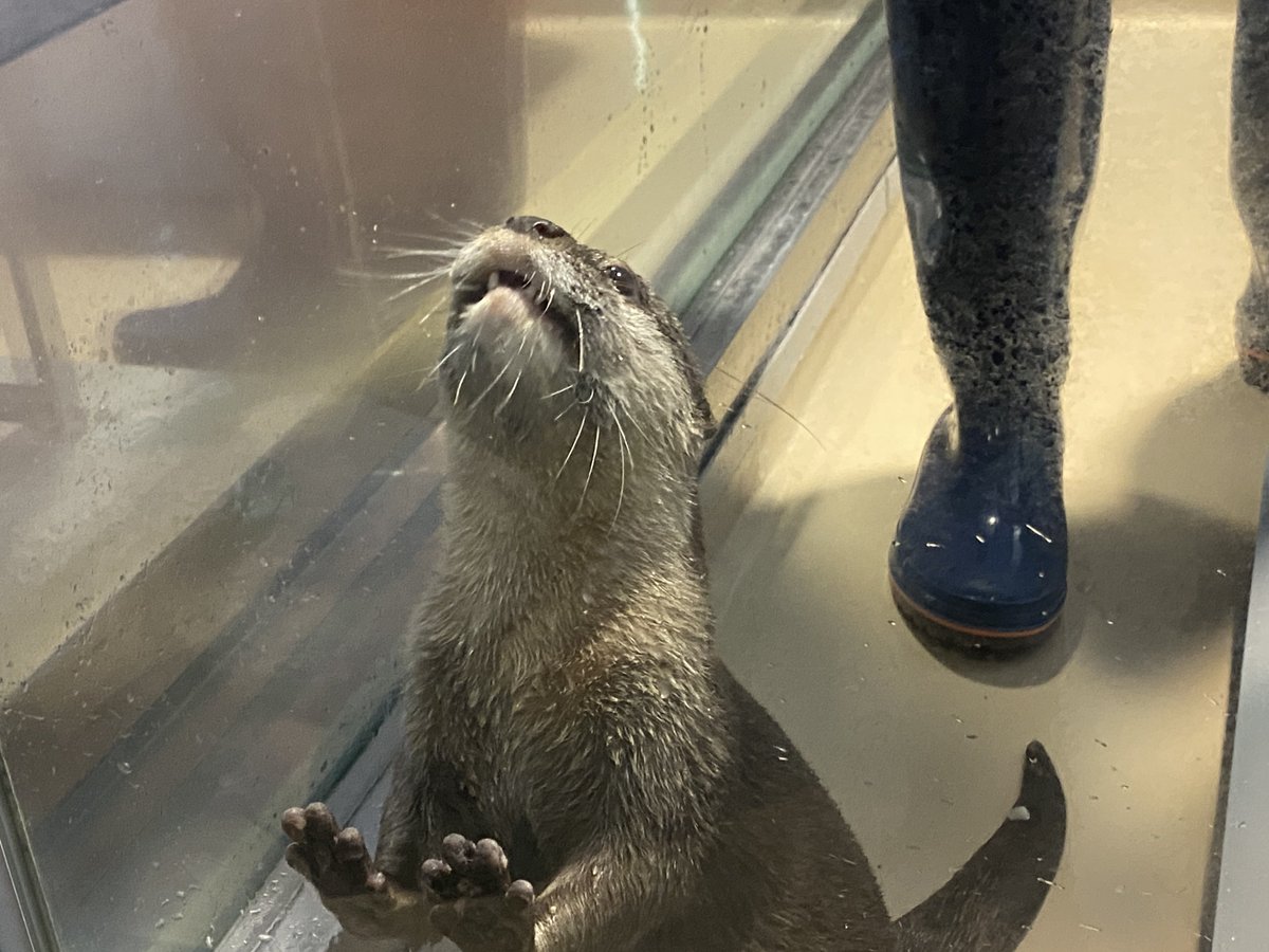 silverfox_0185's tweet photo. 夕方のコツメカワウソの給餌。
この飼育員さんは写真を撮りやすいようにしてくれるし、いつも笑顔で会釈してくれるし、ホント感じの良い素敵な飼育員さん。
ちゃんと指示に従うアラタさんとホースからの水と戯れるアラタさん。
イロハさんは隣の水槽で爆睡中でした。

#宮島水族館
#コツメカワウソ https://t.co/PZAKUtnm5s