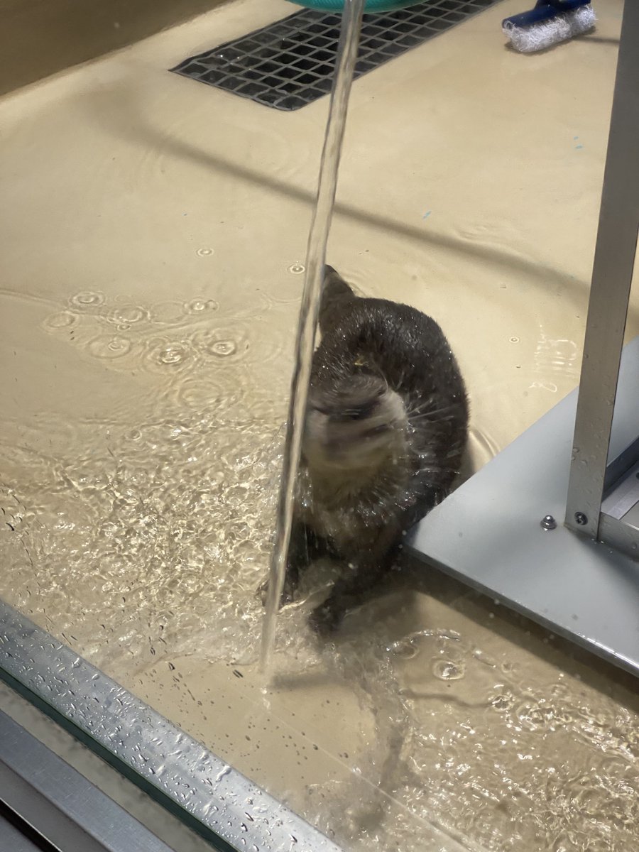 silverfox_0185's tweet photo. 夕方のコツメカワウソの給餌。
この飼育員さんは写真を撮りやすいようにしてくれるし、いつも笑顔で会釈してくれるし、ホント感じの良い素敵な飼育員さん。
ちゃんと指示に従うアラタさんとホースからの水と戯れるアラタさん。
イロハさんは隣の水槽で爆睡中でした。

#宮島水族館
#コツメカワウソ https://t.co/PZAKUtnm5s