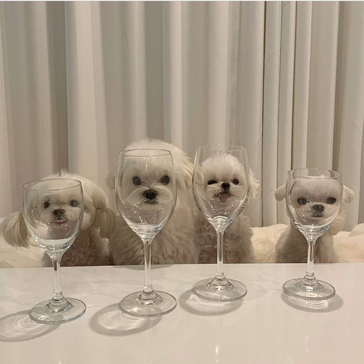 💖 (@twaniimals) on Twitter photo 