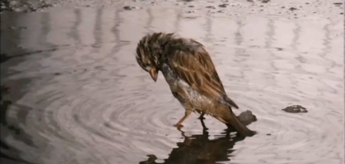 <a href="/RasimOzan_K/">Rasim Ozan Kütahyalı</a> Cezaevleri AFBekliyor