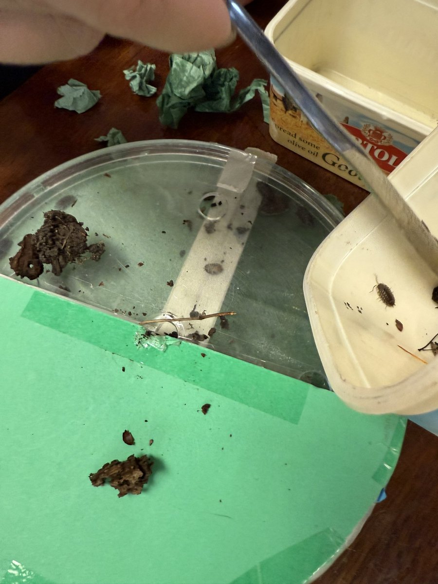 Year 13 Bio with Mr Grice completing the required practical on survival and responses. Ethically finding and returning our friendly wood lice 🐛 #stpeters #alevel #biology #sixthform
