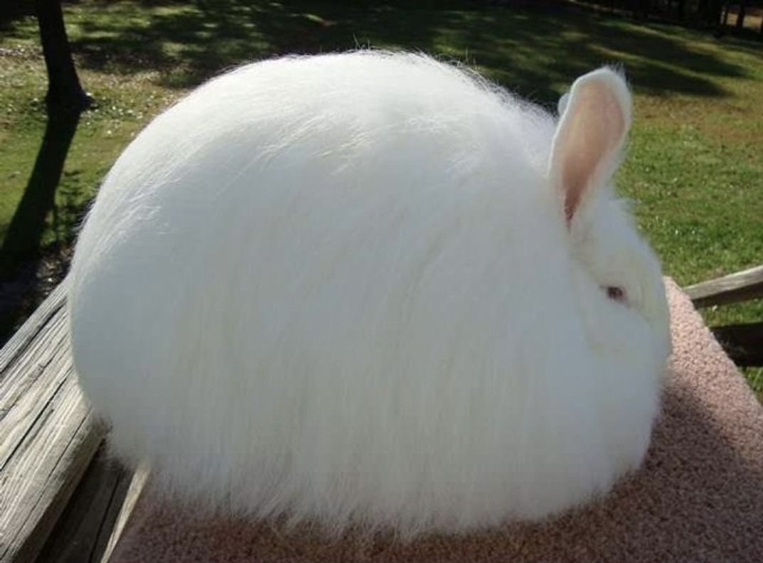 market_sleuth's tweet image. What about a photo of ‘The Magic Bunny’? 😆🎩🐰