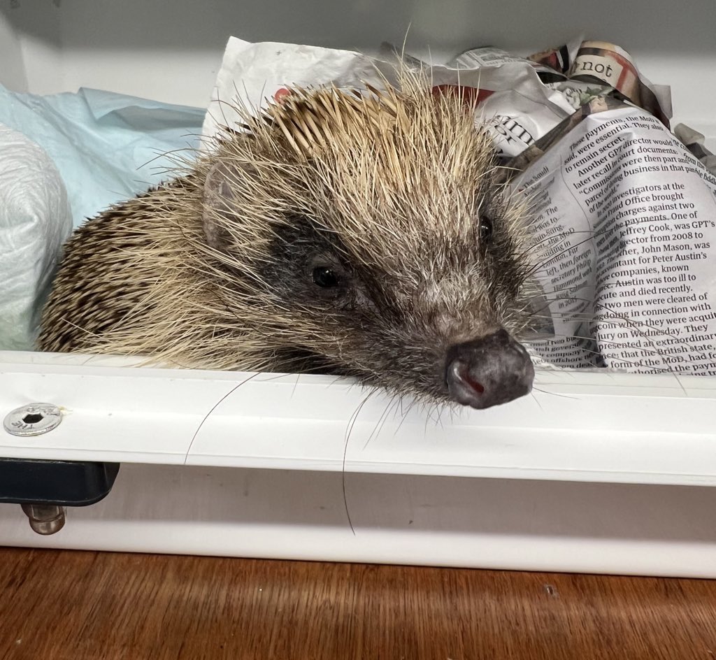 It’s been an incredibly busy few days, we have been inundated with hedgehogs found out during the daytime, weak, dehydrated and hypothermic. The team have been providing intensive care to try and stabilise them. We are now up to 118 admissions this month alone and have 98 onsite.