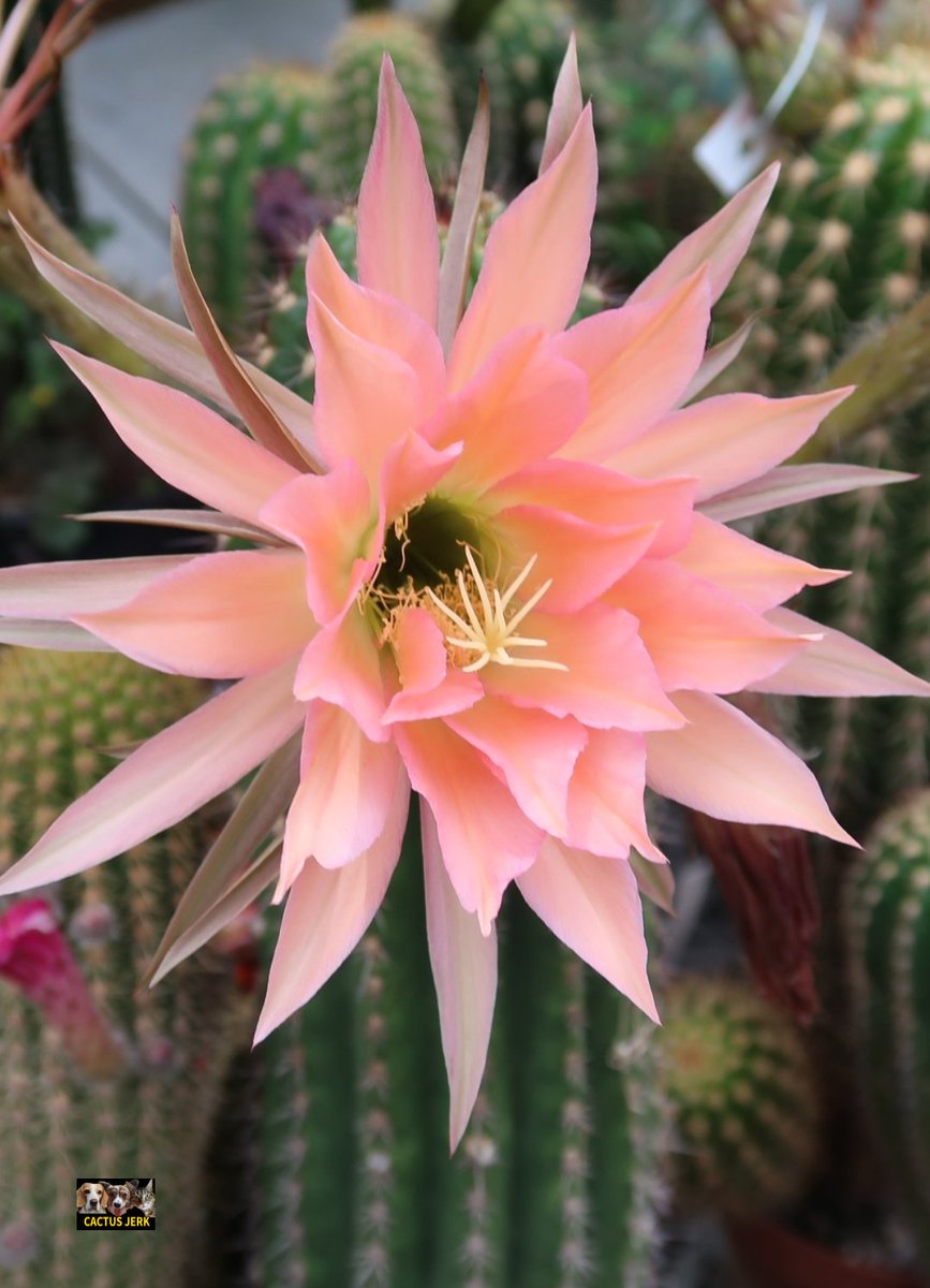 Trichocereus thelegonoides Hybrid MAINZ