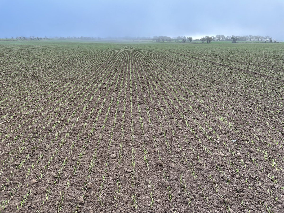 A seed crop of KWS Scope winter wheat emerging beautifully in East Cork this week. It’s one of a number of high performing new winter wheat varieties that should be available for the first time in autumn 2025. #RGT Hexton , #LG Rebellion, #KWS Scope 🌾🌾🌾