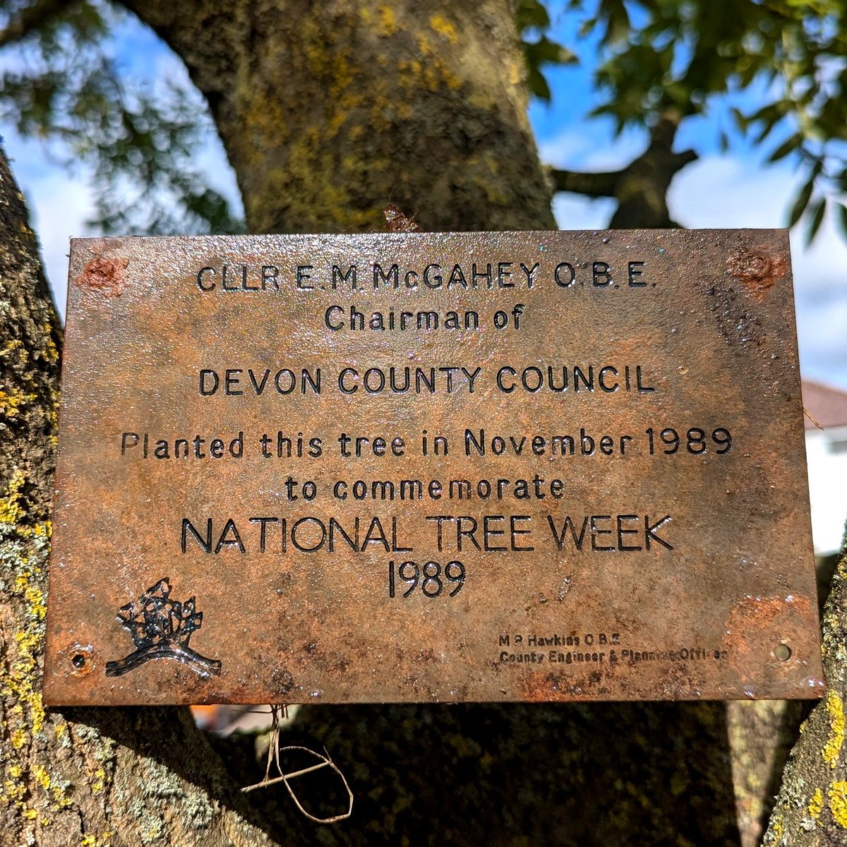 Tree of the Month for Nov' '24❓
In celebration of #NationalTreeWeek (23rd Nov - 1st Dec) a little quiz. What &amp; where is this tree? If you think you know, add the initials of the species and/or location in the comments. 
Do you remember it being planted 35 years ago this month?