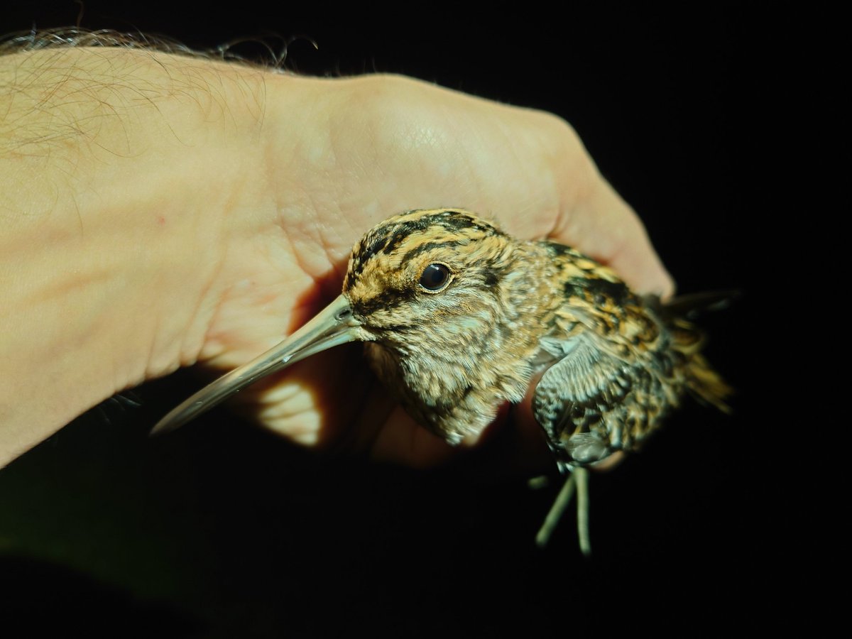 lundybirds's tweet photo. ✍️ How to apply: Visit the Landmark Trust volunteering web page for full role descriptions and application forms 👇

https://t.co/kpwRcVWxbo https://t.co/o7ES2qiA9v