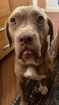 millypod1's tweet photo. π15 NOV 2024 #Lost DULCIE #ScanMe #Tagged
Tan Cane Corso Female
Cherry eye operation left eye Basically tan with white paws and white chest.
Ramsden Park Road #Ramsden #Bellhouse #Billericay #CM11
https://t.co/LlyOg0TWku https://t.co/yg4IGO6yNX