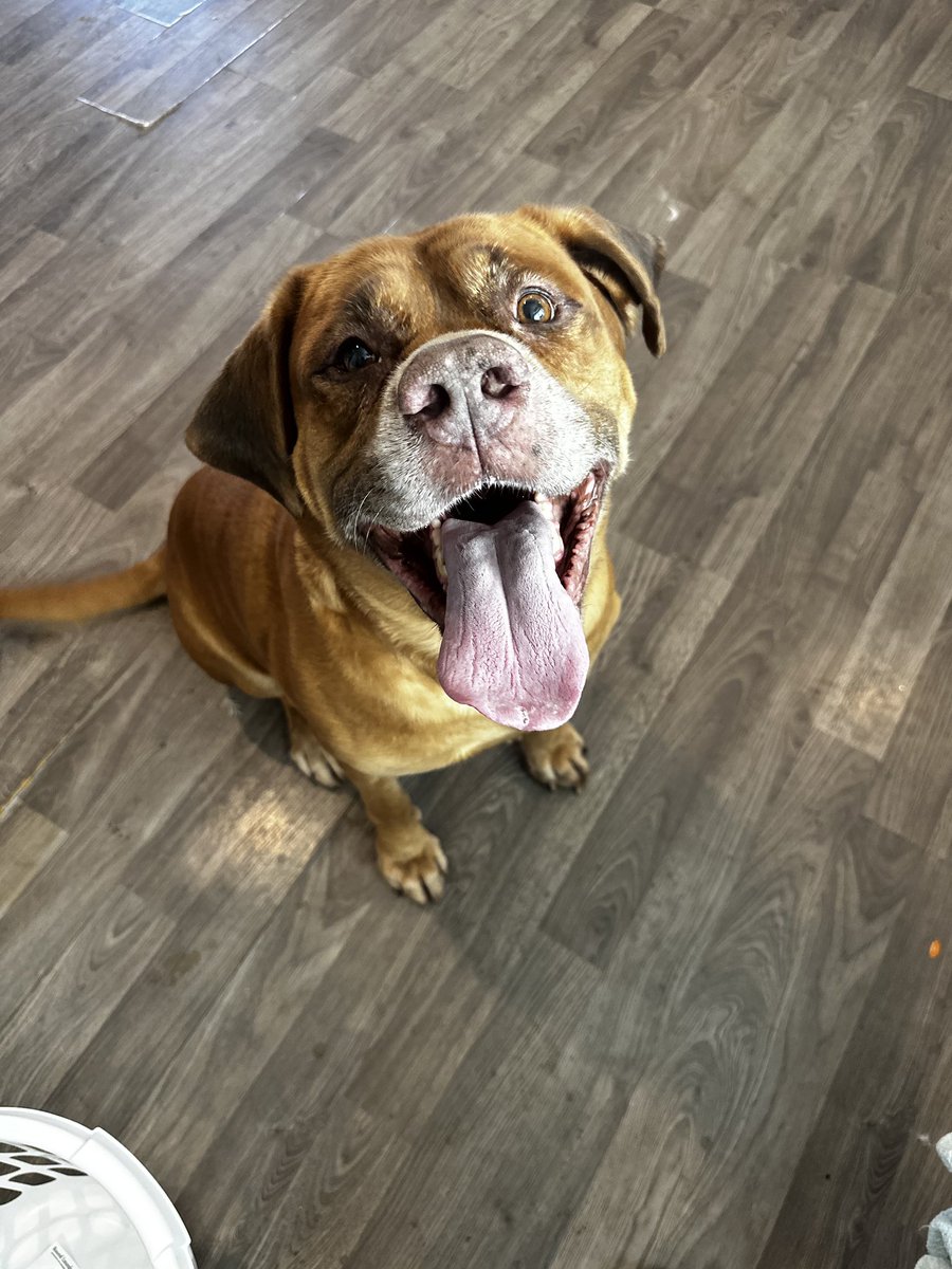 CoachJonesAZ's tweet photo. @kenzianidiot Someone say dog pics?? https://t.co/R25LV2bPhr