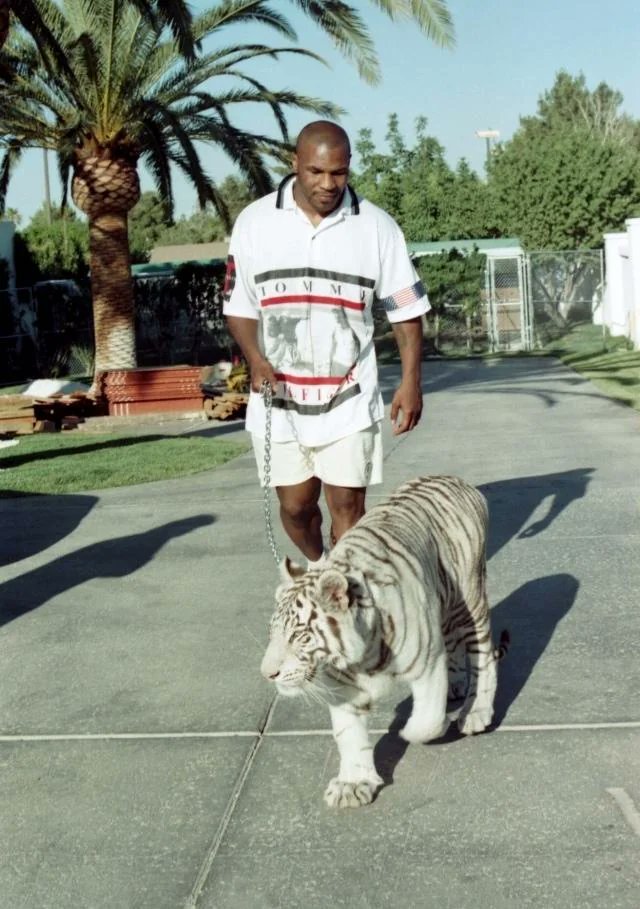 Mike Tyson - Un hilo 🧵

1. Mike Tyson paseando a su tigre, años 90.