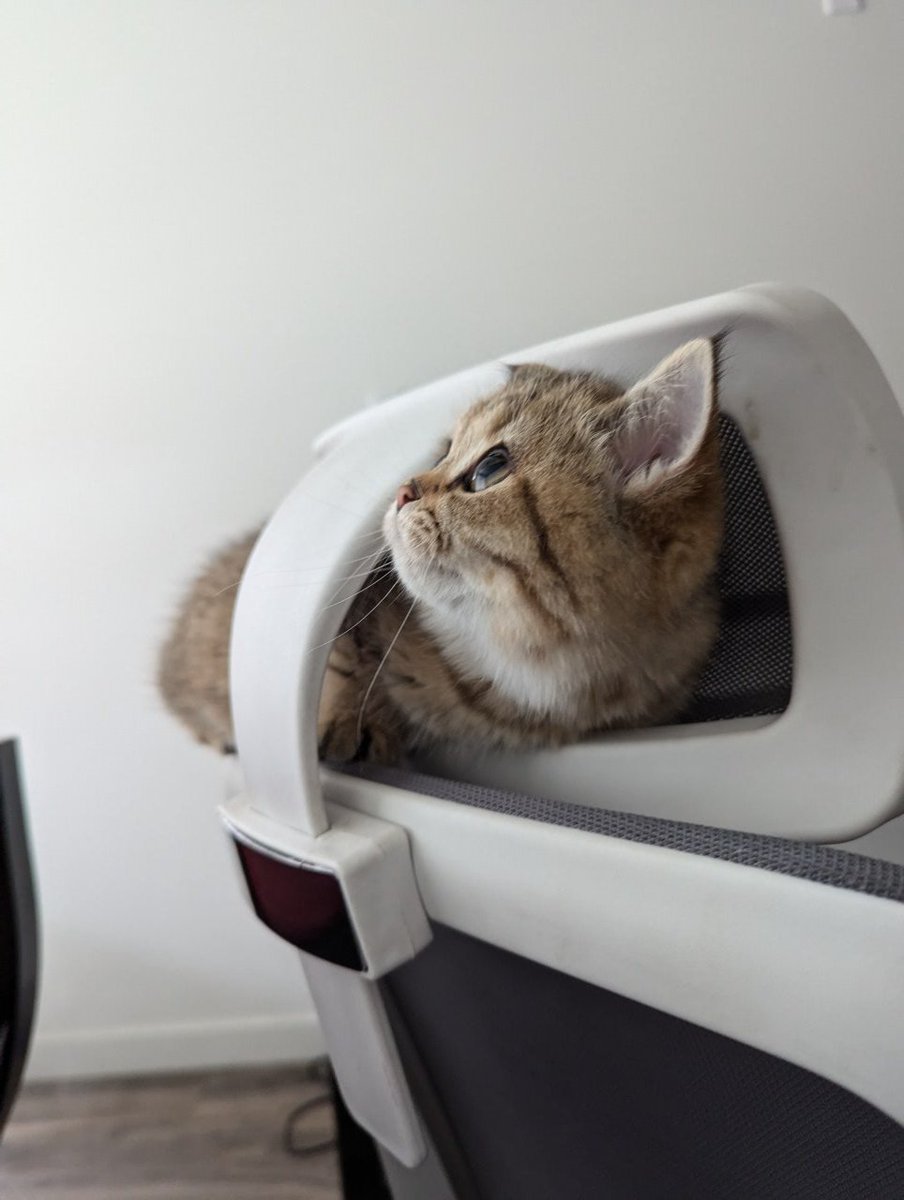 Кошак tweet media