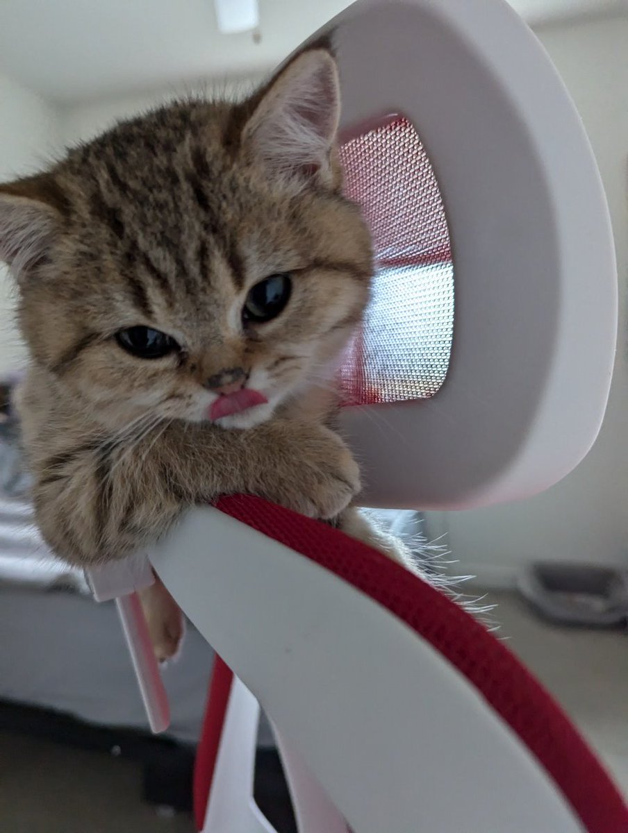 Кошак tweet media
