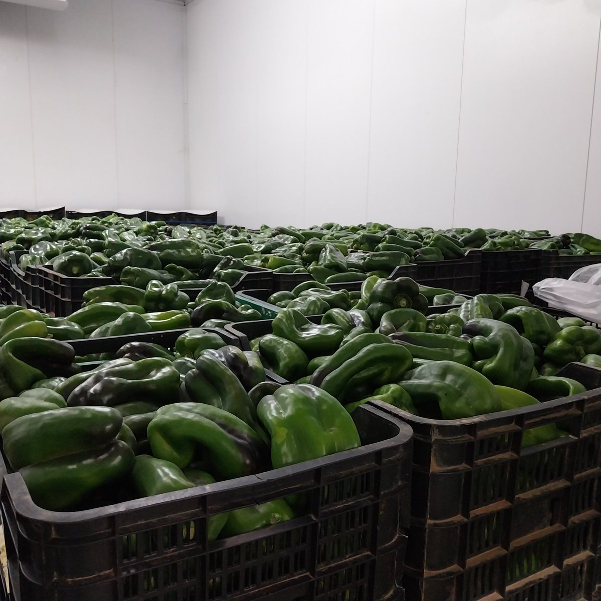 Nuestra semana comienza el sábado; Aprovisionamos cámaras, compramos el mejor producto y nos preparamos para la madrugada del domingo 🟢

#piensaenverde
#frutasyverdurasgarcia 
#garciBo
#distribucionyservicio