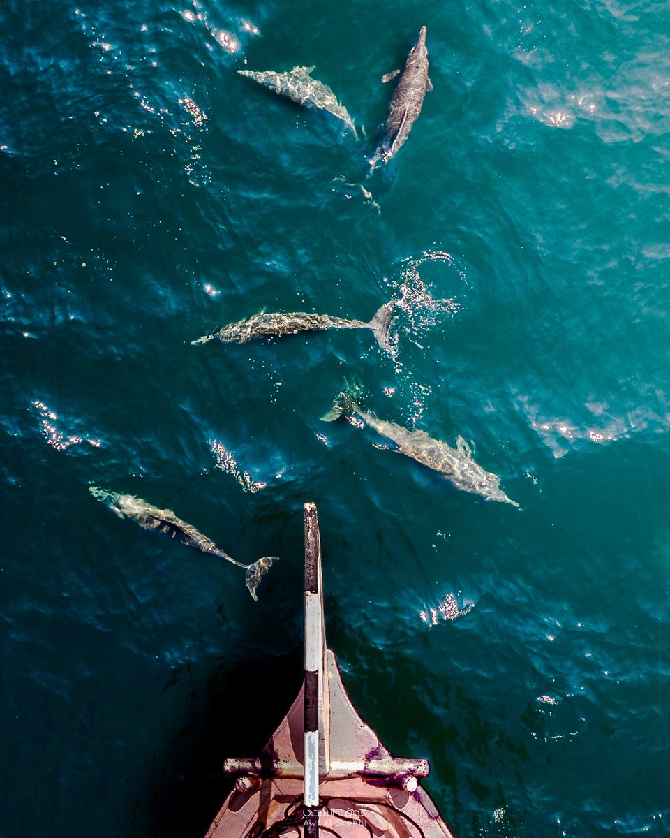 🐬⛵️

#مسندم #خصب #خور_شم 📍🏖️
#Musandam  #Khasab #khor_sham