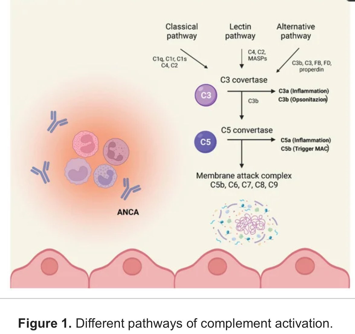 Avacopan especially beneficial for:

▫️↑ risk of glucocorticoid-related adverse events
▫️ ↑ burden of cardio-metabolic disease
▫️ ↓ eGFR at presentation

In progress: long-term safety and efficacy, role in maintenance and combination strategies.

🔗 doi.org/10.3390/jcm132…