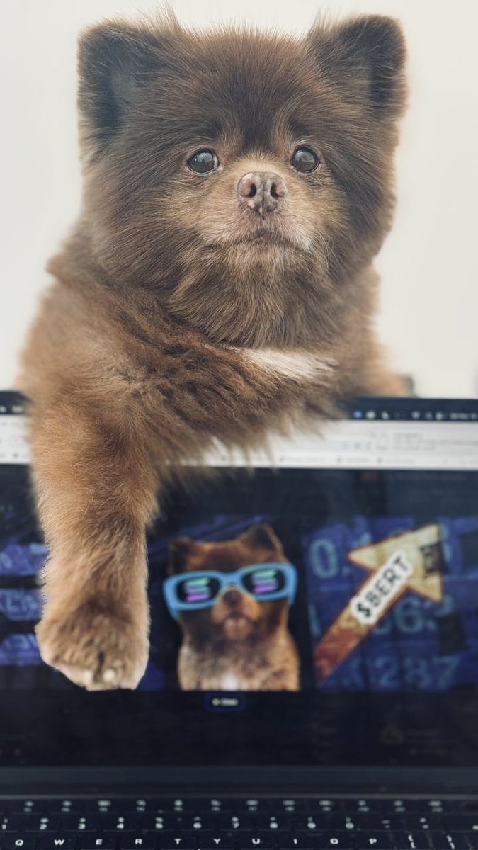 Bert has officially joined as the new CEO of $BERT

The <a href="/bertcoincto/">Bert 🧸 🐶</a> team couldn’t be more excited to welcome both Bert &amp; <a href="/kathygrayson/">Kathy Grayson</a> on board. Big plans are in motion, and we’re ready to take $BERT to new heights together! 🐶 WOOF