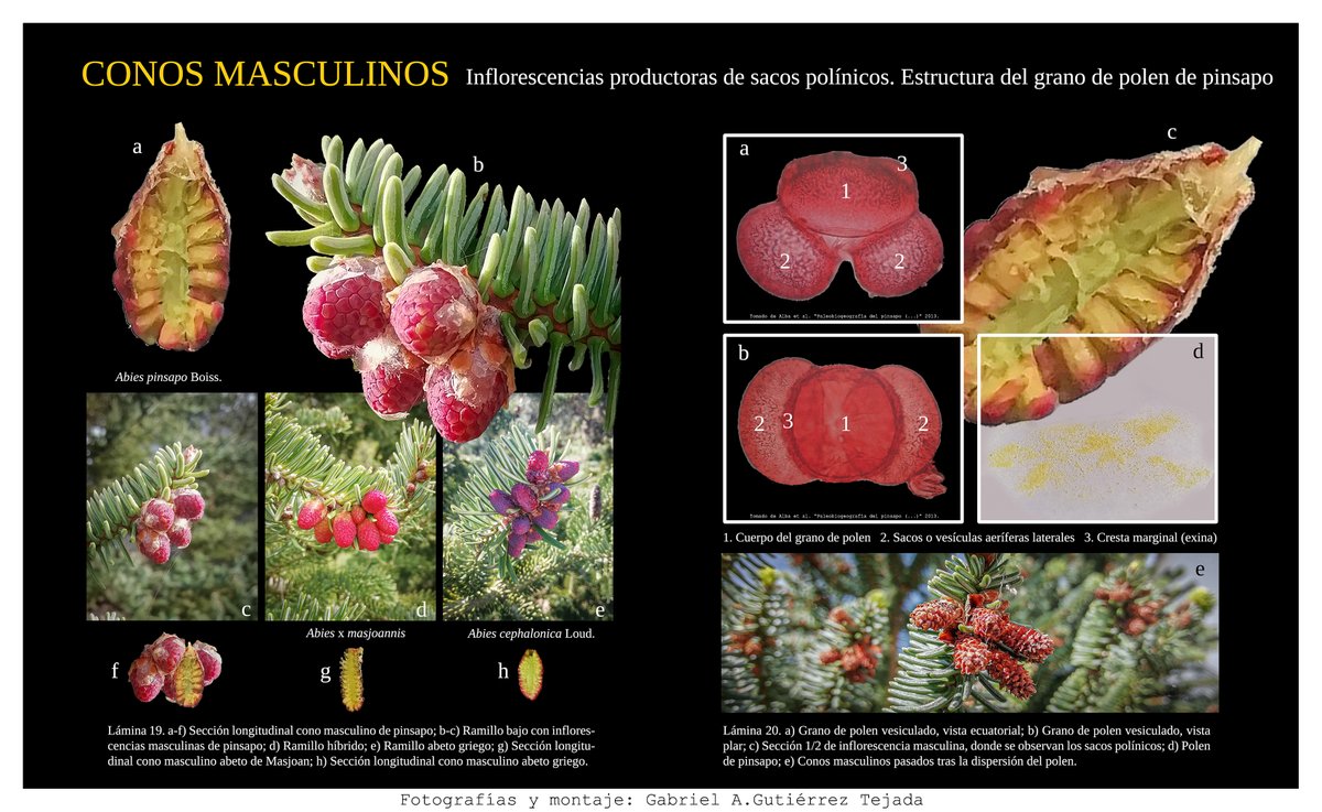 El grano de polen de pinsapo -como en la mayoría de las coníferas- es vesiculado y tiene dos sacos de aire laterales que favorecen su dispersión por el viento. A principios de la primavera está perfectamente formado y se puede observar su dispersión entre mediados de abril y mayo