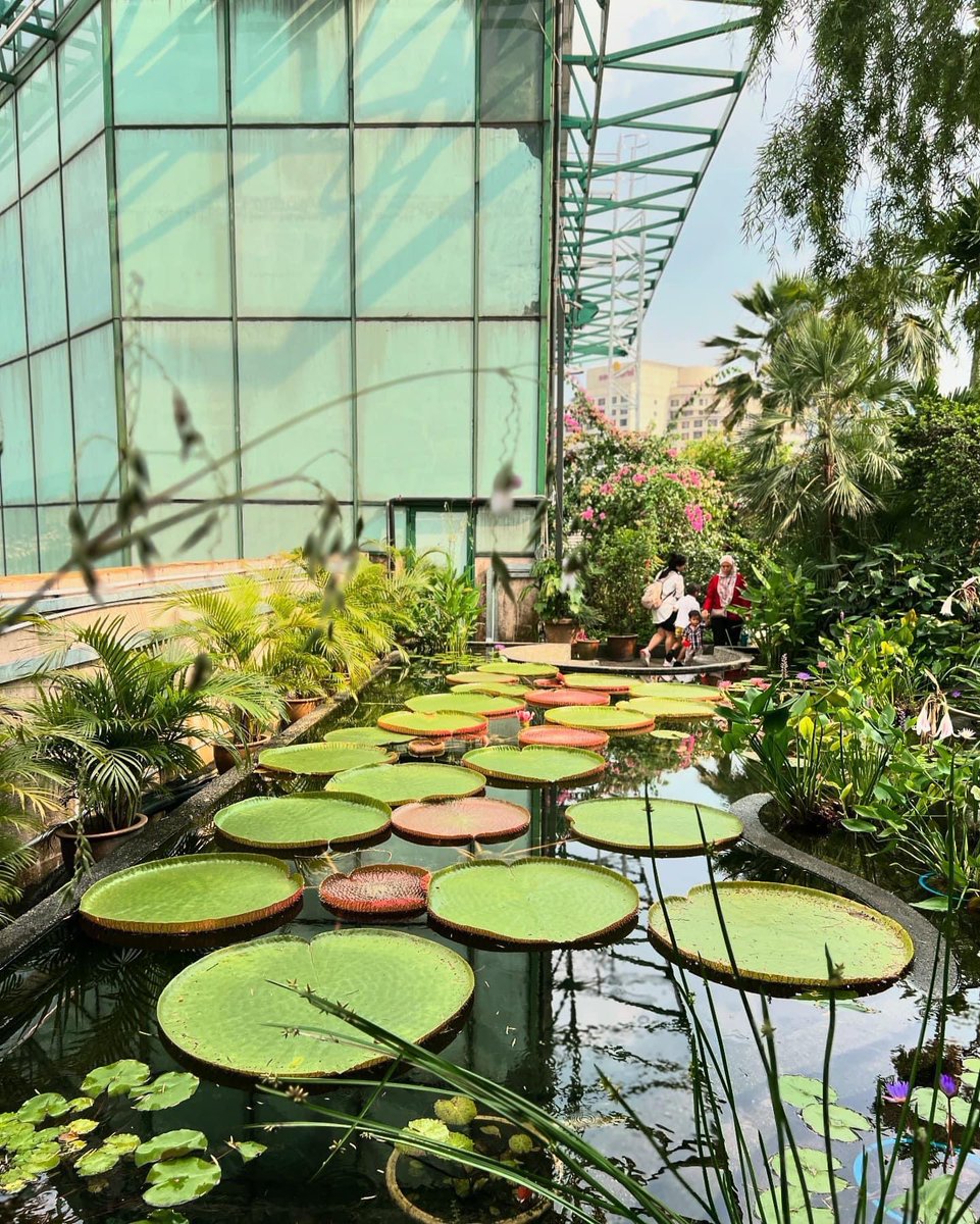 hhmmgg2424's tweet photo. 吉隆坡之旅:One Utama,吃到心心念念的千層蛋糕,買到心儀的白色裙子,走了美麗的空中花園和魚池雨林,真是棒棒的一天。
#黑棉女孩 #TheCurve #Grab #MYR7 #OneUtama #MYR50 #Nadeja #MYR43 https://t.co/i2P2oP9iGP