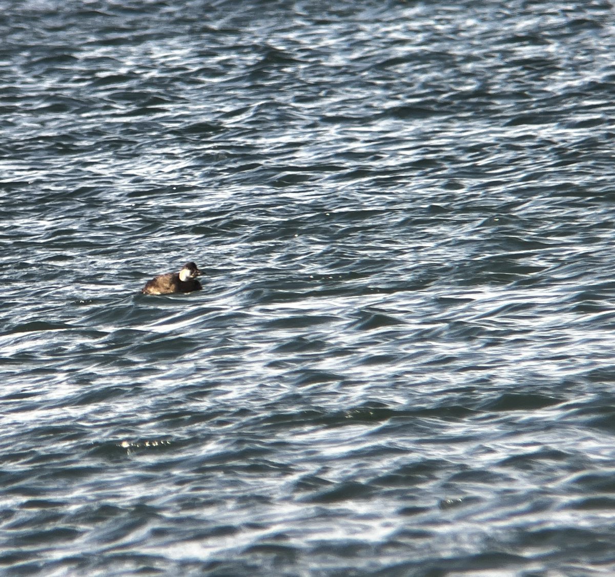 This week, we have had a common scoter on the Fleet around Ferrybridge and it has still been around today. Other sightings include:
🌿 Brent geese
🌿 Red-breasted merganser
🌿 Kingfisher
🌿 Turnstone
🌿 Oystercatcher
🌿 Ringed plover
🌿 Bar-tailed godwit
🌿 Dunlin
~Abi
