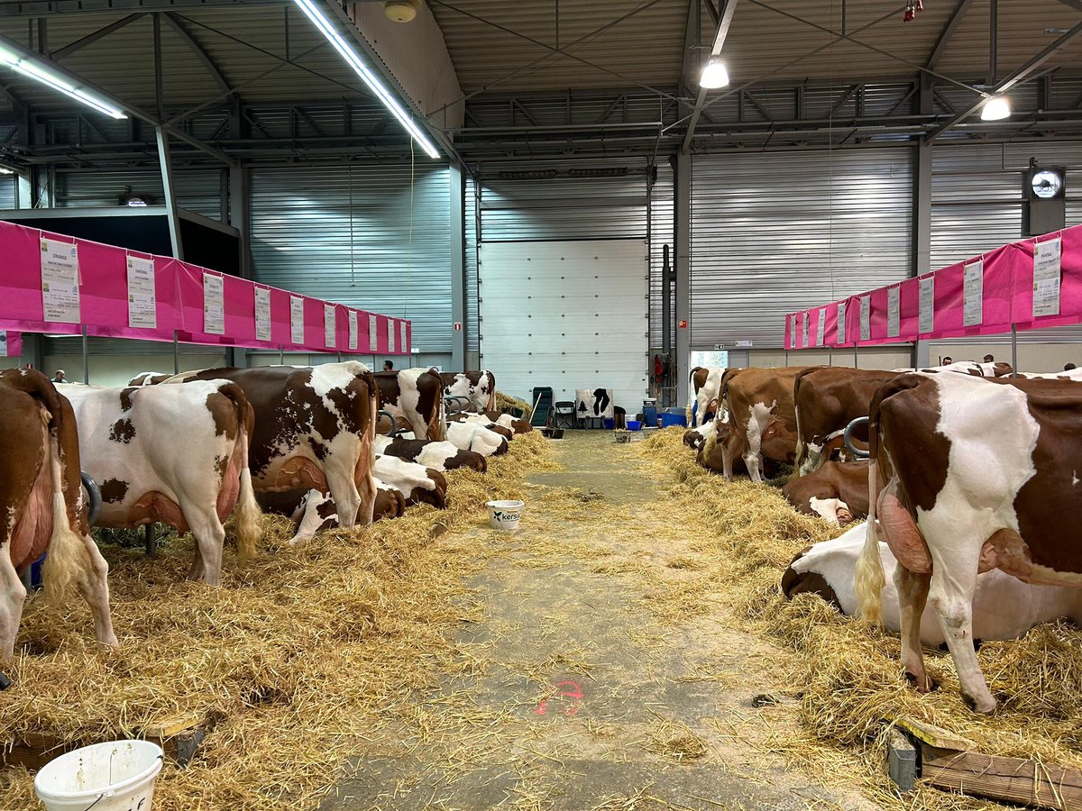 AgrilandIreland's tweet photo. We are here at the Vache de Salon in Besançon where 180 Montbeliarde cows took to the ring for various different class competitions. The Montbeliarde showing strength, depth and plenty of dairy traits. 
@SFitamant https://t.co/vCPmvBF54B