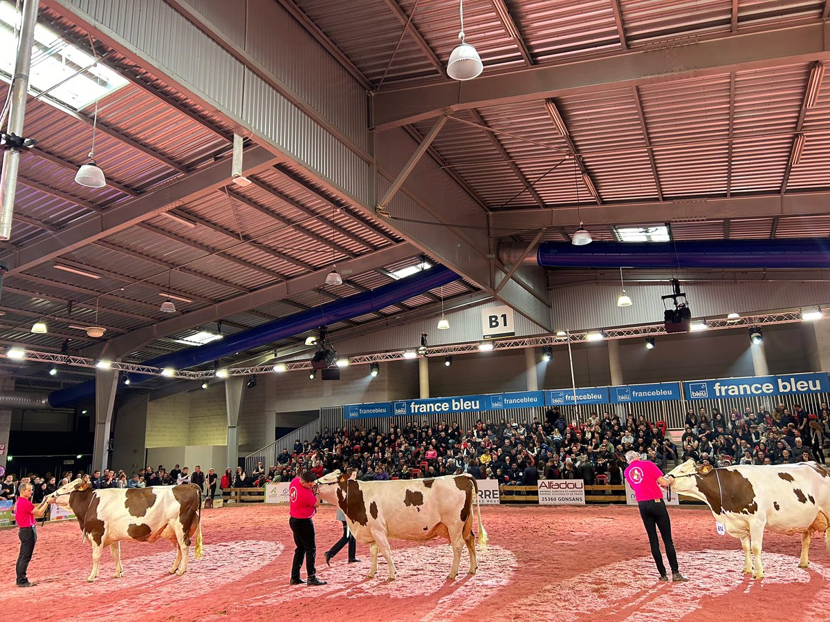 AgrilandIreland's tweet photo. We are here at the Vache de Salon in Besançon where 180 Montbeliarde cows took to the ring for various different class competitions. The Montbeliarde showing strength, depth and plenty of dairy traits. 
@SFitamant https://t.co/vCPmvBF54B