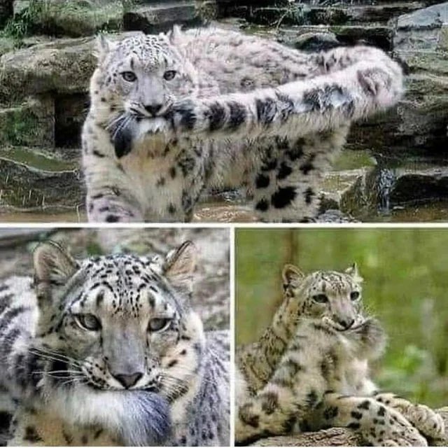 espressleo's tweet photo. does anyone want to 🎨 me biting my tail like this 😭
I feel weird asking for it in a request (not asking for 🆓, will 💰) https://t.co/9jpVorvVBT