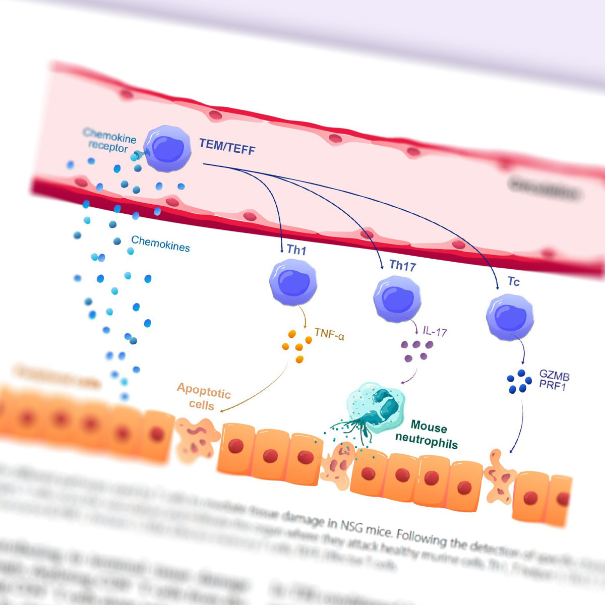 Illumine: Scientific illustration by a scientist (@adeline_deward) on Twitter photo New figures published! 😊 Proud to have created four figures for <a href="/EhxGregory/">Gregory Ehx</a>’s review on hematopoietic cell transformation. Congrats, Greg, and thanks for the trust! Always a pleasure working with you! 🙌✨ New figures published! 😊 Proud to have created four figures for <a href="/EhxGregory/">Gregory Ehx</a>’s review on hematopoietic cell transformation. Congrats, Greg, and thanks for the trust! Always a pleasure working with you! 🙌✨