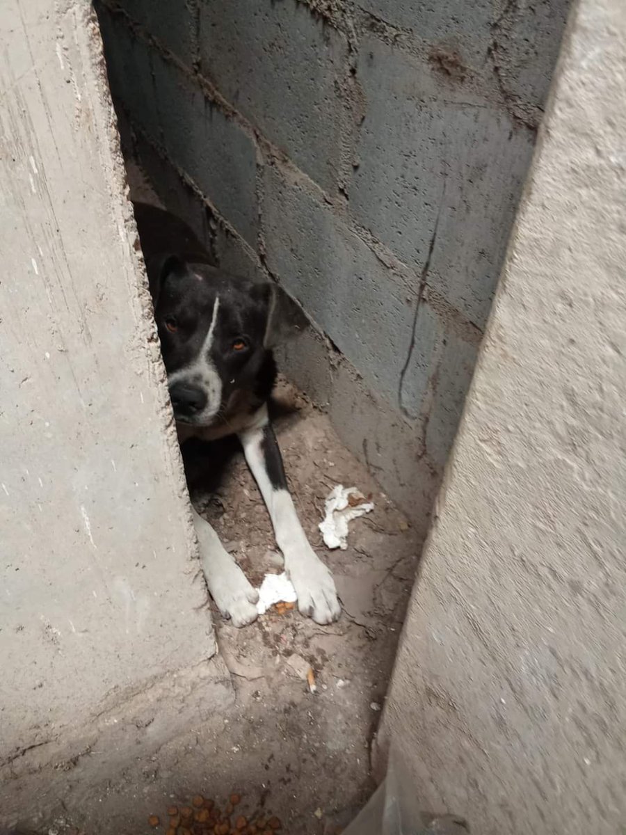Por favor ayuda, es Argentina pobrecito 😢 📢 📢 📢 📢 📢 📢 📢 📢 📢 📢 📢 📢 📢 📢
Copio :
AYER LO SACARON DEL LUGAR, AULLABA Y EL JEFE SE SEGURIDAD DEL CLUB, DIO LA ORDEN DE QUE LO SACARAN A LA CALLE. 

.📢 URGENTEE, ESTA EN EL ESTADIO UNO

(ESTADIO ESTUDIANTES DE LA PLATA) 📢