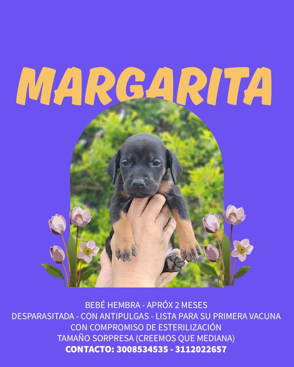 Rana María tweet media