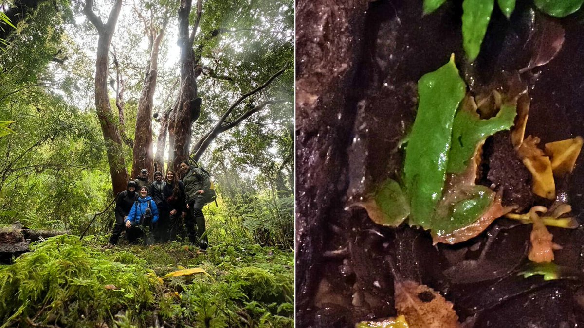 conaf_minagri's tweet photo. 🐸 Por PRIMERA VEZ encuentran ejemplar de la ranita de Darwin en el Parque Nacional Queulat, en la Región de Aysén. 👏 El hallazgo fue realizado por guardaparques de CONAF y miembros de la Fundación Fungi @fungifoundation. 

Lee más aquí: https://t.co/aBJAjzEjID https://t.co/ZahjTreLzd