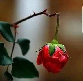 ⚡️İnsanın En Büyük Hatası⚡️
             Sevmek Değil.! 
                  Sevmeye 
     Layık Olmayan Birinden
     Sevilmeyi Beklemektir.!!!
#HayırlıAkşamlar