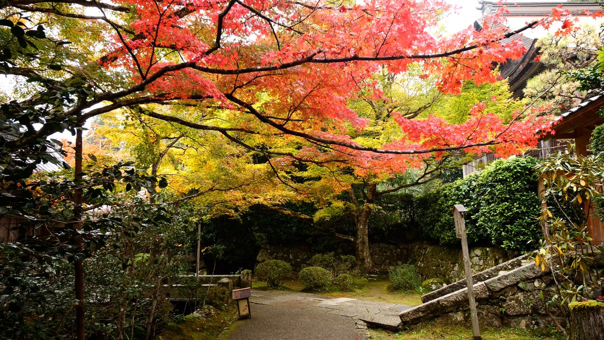 色づき始めた宝泉院 ＠京都 大原
2024.11.16
youtu.be/xlUtPT8xCk8