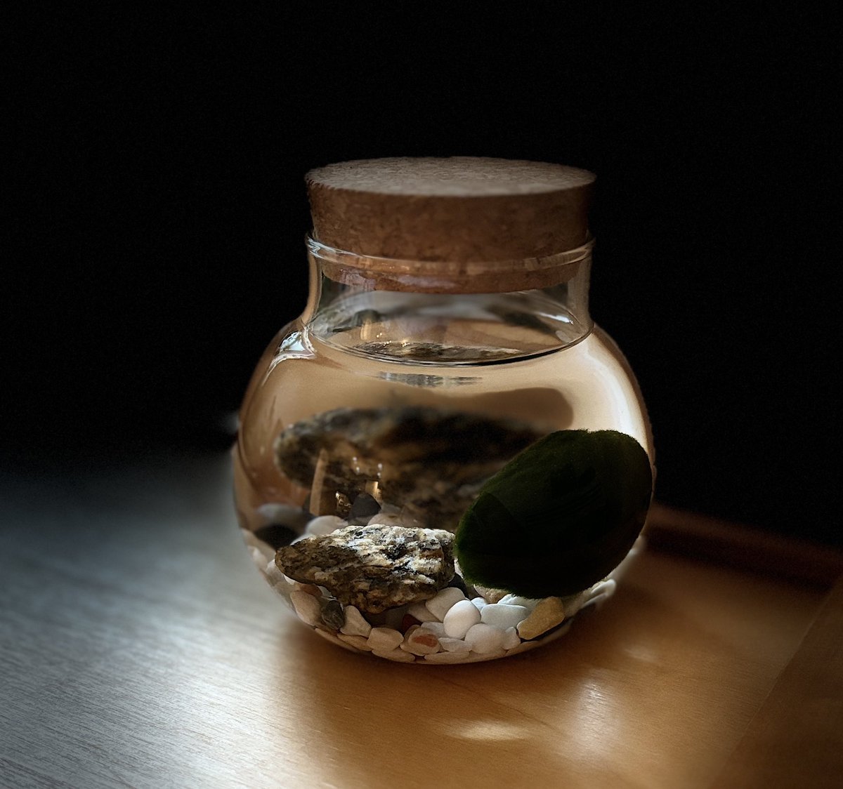 Spent an hour choosing gravel online for my Marimo ball’s new home with its old pals 2 Kew Gardens stones. They weren’t helpful. 😂
Honestly, it would’ve been quicker to go outside and grab some, but hey, my algae deserves the best.! And my hubby can take his cereal bowl back. 😂
