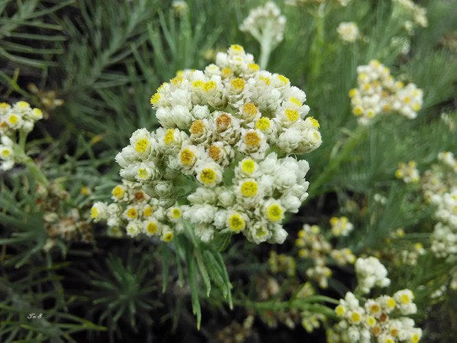 ipbmengajar's tweet photo. Ranu Kumbolo juga dikelilingi oleh ekosistem khas pegunungan. Kamu bisa menemukan edelweiss, tanaman abadi yang menjadi simbol cinta. Selain itu, jika beruntung, kamu mungkin melihat burung-burung cantik yang terbang bebas di area ini 💮 https://t.co/qqbfJtzdI3