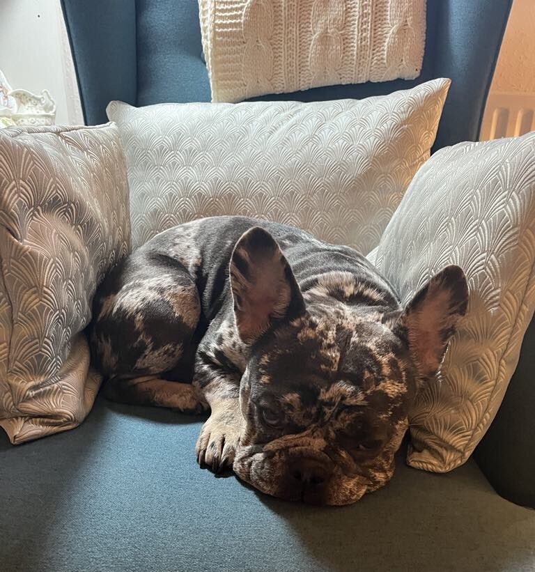After just missing my Biscuit from the table Simba decided Grandad’s chair might be a good spot .