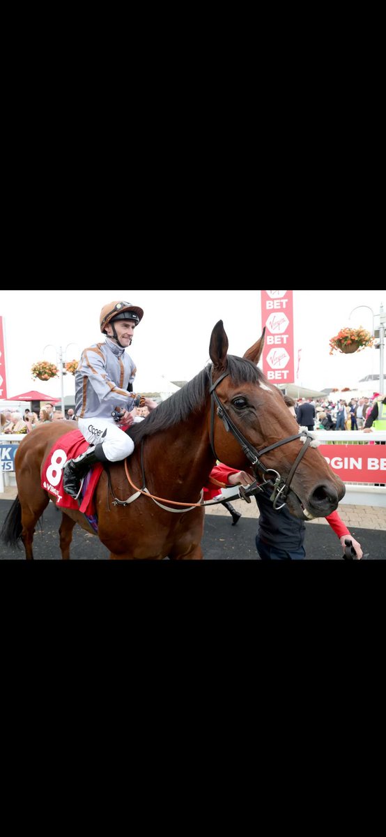 Summerghand🫶🏼
A sad day at Willow farm as we retire the old legend that is Summerghand also known as Ghandy from his long career on track. 
106 runs
633k prize money 
Ayr Gold Cup 
Stewards Cup 
G3 Abernant Stakes
Thank you Ghandy!✨🫡