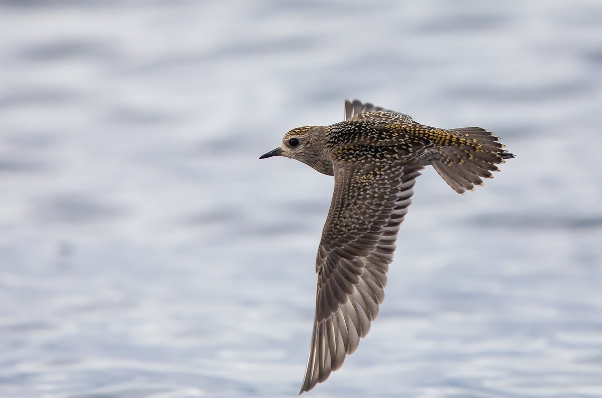 Chorlito dorado americano en La Santa. Ya en el blog (que es un poco ave Fénix y se resiste a morir):  ornitoaddiction.blogspot.com/2024/11/chorli…