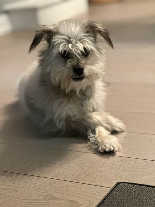 Adopt senior dogs via #toronto 's mattiesplace.ca facebook.com/MattiesPlaceTo…  #LdnOnt #MiddlesexCounty #OxfordCounty #ElginCounty #StThomas #sttont #stthomasproud #lambtonshores #grandbend #StThomasOn #scarbTO #princeedwardcounty #wasagabeach #parrysound  #yorkregion