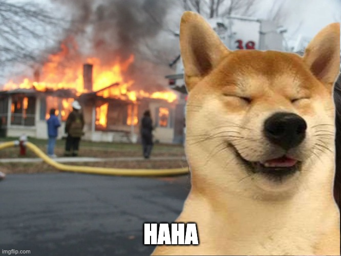 $haha dog tweet media