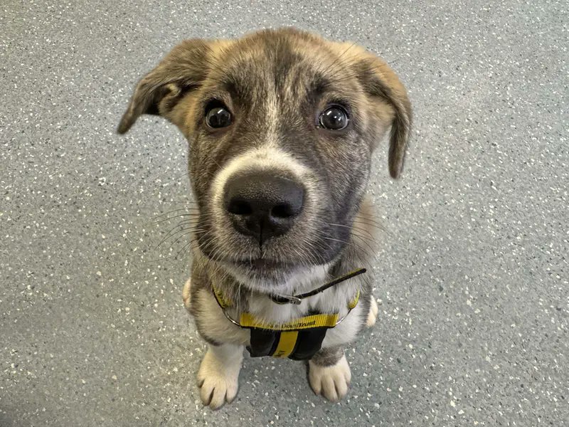 Like this post if you think Casper deserves a loving, forever home 🐶💛

[Image description: Alaskan Malamute Crossbreed puppy sitting on the floor looking up at the camera.]