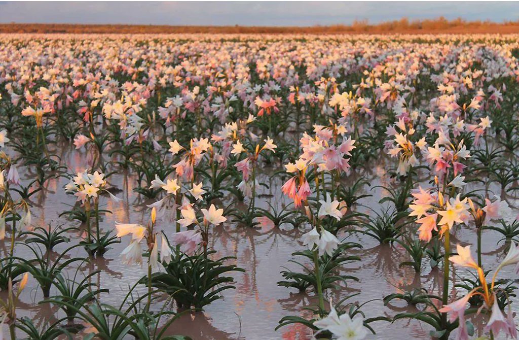 dabitch's tweet photo. When it rains heavily in southern Namibia. you can soon seen the Sandhof lilies. https://t.co/KXxyR4YcjE
