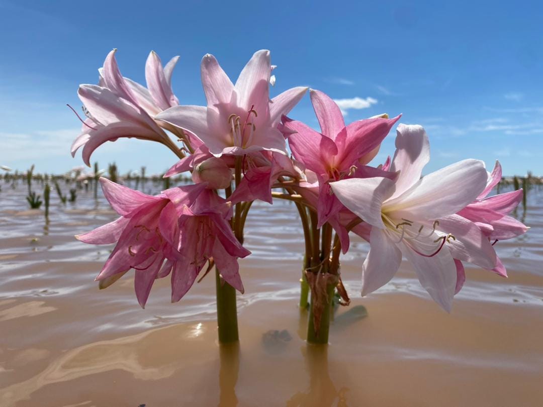 dabitch's tweet photo. When it rains heavily in southern Namibia. you can soon seen the Sandhof lilies. https://t.co/KXxyR4YcjE
