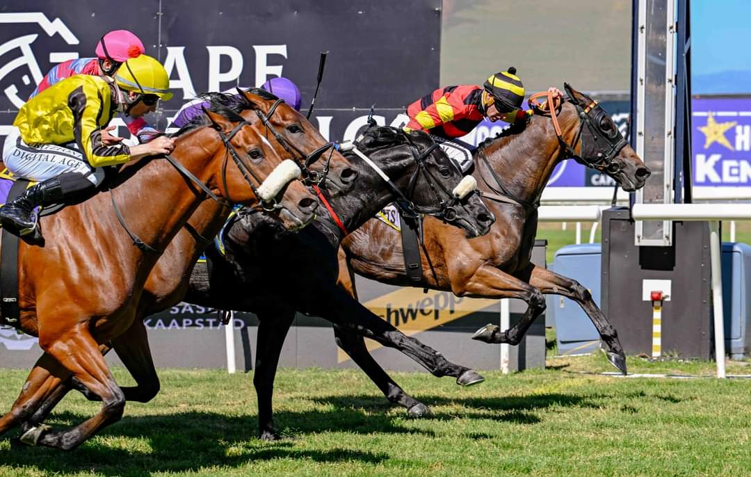 RASCALLION! What A Horse ! Winner of the CAPE MILE GR3. Born and Raised @ Winterbach Stud . Well done to all the connections. 
Breeder : Veronique Kritzinger 
Owners : Greenacres Trust (Nom: Mr N M Shirtliff) &amp; Mr Bryn Ressell
Trainer : Mr Vaughan Marshall
Jockey: Gavin Lerena
