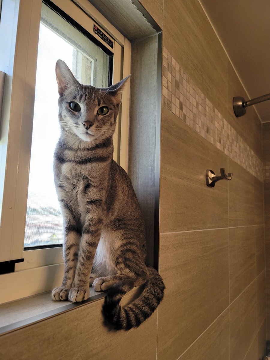 1stop_cats's tweet photo. Butters is our photogenic girl. I think she belongs here. https://t.co/dVTPWitFyP