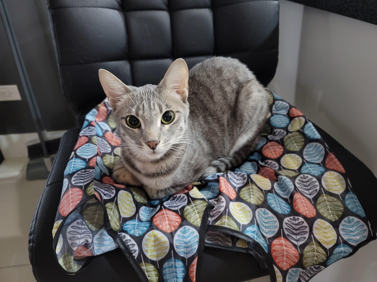 1stop_cats's tweet photo. Butters is our photogenic girl. I think she belongs here. https://t.co/dVTPWitFyP