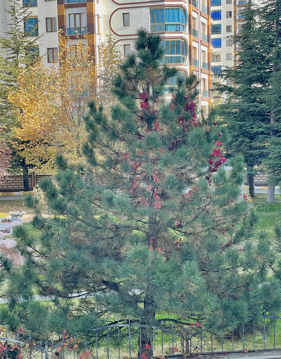 Mutluluk bir seçişten ibaret. Nasıl bakıp, ne gördüğünle ilgili. Mesela sonbahar kimine göre hüzün, kimine göre bir tablo.  Seçim senin. 🍂🍁😇🍀
Ve not: Herkes seçimlerinin sonuçlarını yaşar.