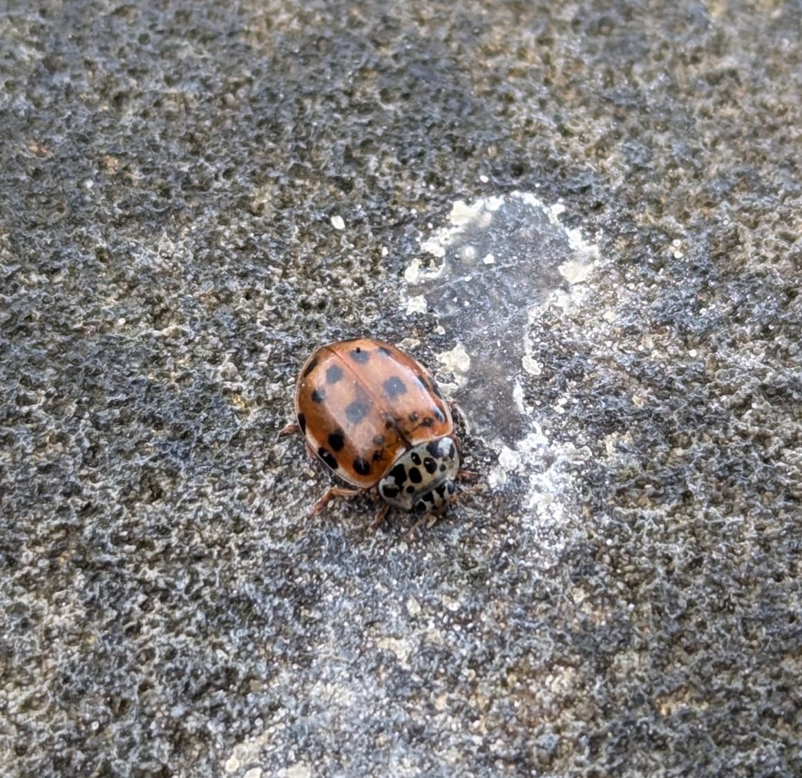 James Common tweet media