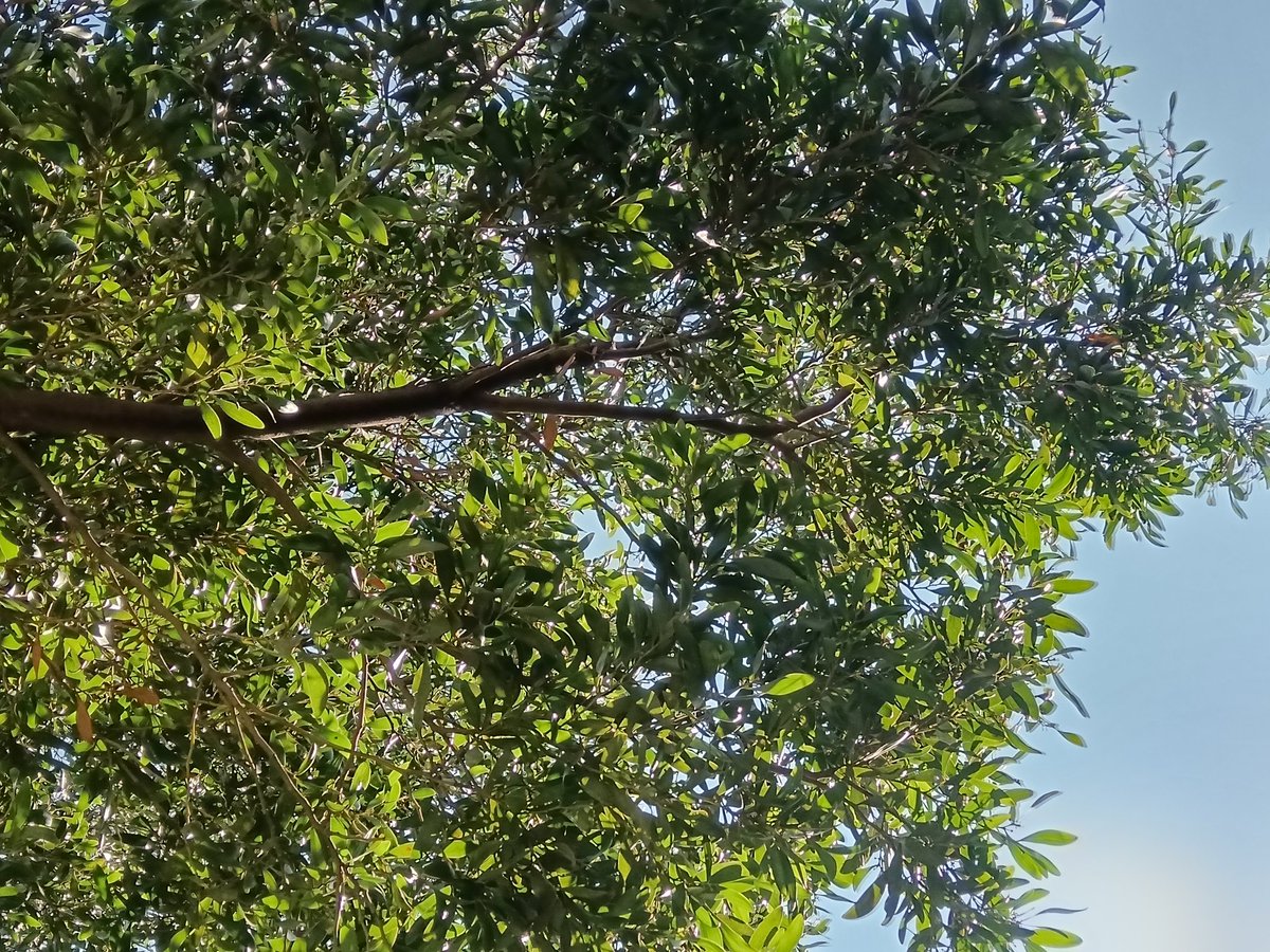 GerardoE042414's tweet image. El día de ayer se realizaron breves actividades sobre la salud mental impartidas por mis compañeros, asumiéndose como la ONG &quot;Médicos sin fronteras&quot;. 
#ElIlustradorUniversitario   #ElPoderDeLaVoz