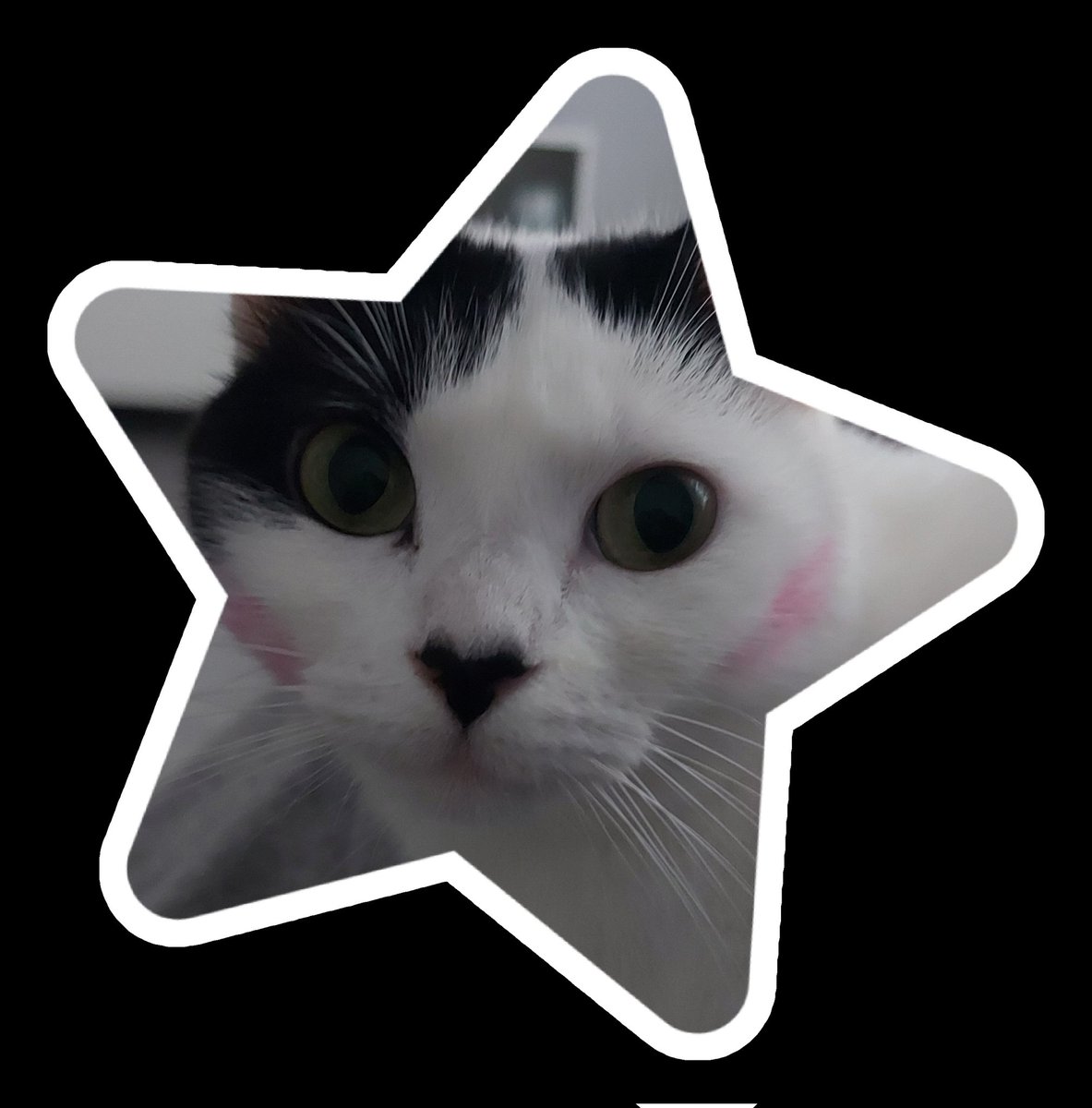 Nadie sabrá nunca dónde he besado a mi gata en cuanto he entrado por la puerta de casa ☺️